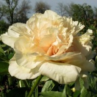Півонія Paeonia Early Canary 